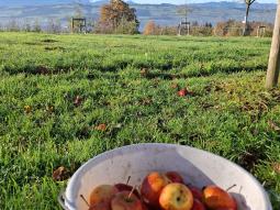 Apfelsaft-Abenteuer auf dem Archehof in Hildisrieden