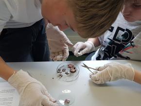 N&T: Sezieren eines Schweineauges