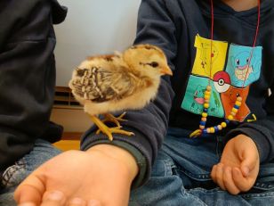 Nachwuchs im Kindergarten D – Küken sind geschlüpft!