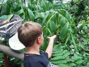 Schulreise der 2. Klassen ins Papiliorama