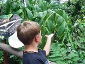 Schulreise der 2. Klassen ins Papiliorama