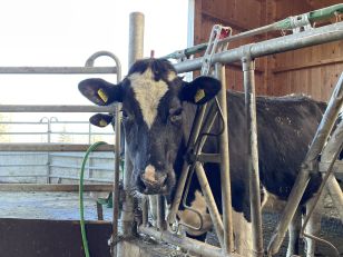 6. Klassen: Ausflug auf den Bauernhof Chesselrüti