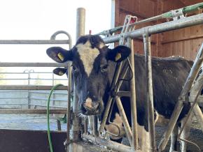 6. Klassen: Ausflug auf den Bauernhof Chesselrüti