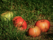 Darf man Früchte und Gemüse vom Feld sammeln und mitnehmen?