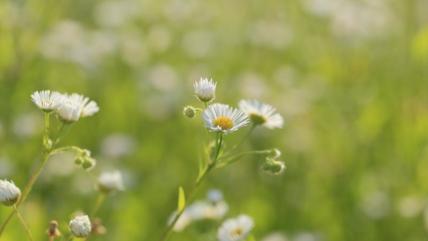 Einjähriges Berufkraut